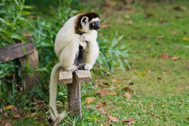 Sifaka, lemur from Madagascar clipart