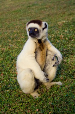 Sifaka, lemur from Madagascar clipart