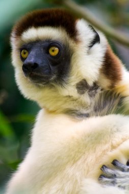 sifaka, lemur Madagaskar gelen