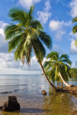 Tropical landscape clipart