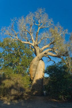 Baobab trees clipart