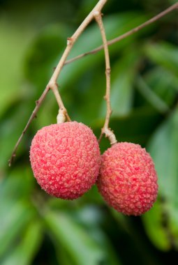 Lychee