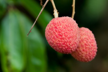 Lychee