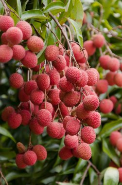 Lychee