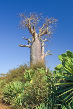 Baobab ağacı