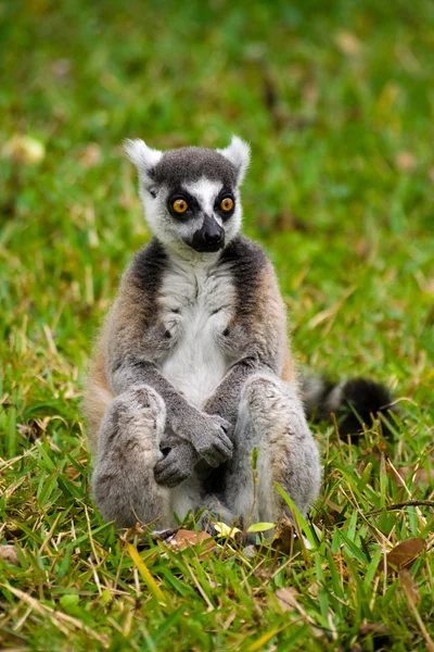 Maki, lemure del Madagascar — Foto Stock