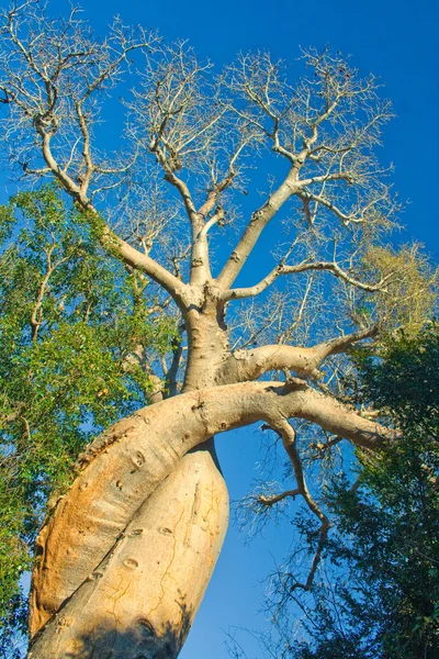 Árboles de Baobab — Foto de Stock