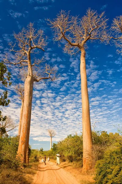 Πλατάνια Baobab — Φωτογραφία Αρχείου