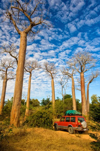 Árboles de Baobab — Foto de Stock
