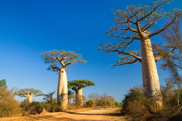 Baobás, Madagáscar — Fotografia de Stock