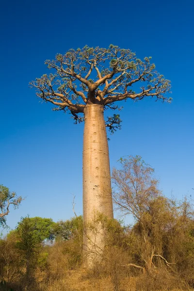 Baobab boom, Madagaskar — Stockfoto