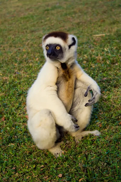 Sifaka, Lemur aus Madagaskar — Stockfoto