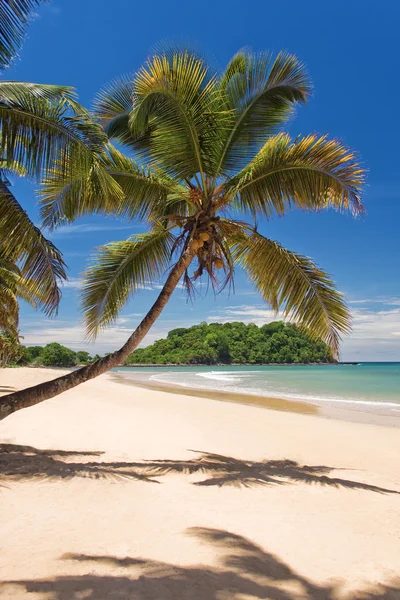 Kokosy na plaży — Zdjęcie stockowe