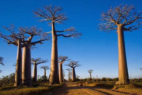 Alberi di baobab — Foto Stock