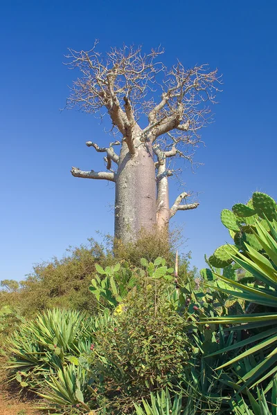 ボアブの木 — ストック写真