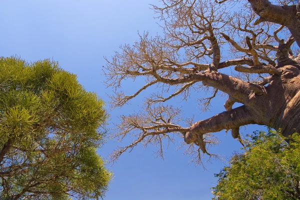 Baobab tre og savanna – stockfoto