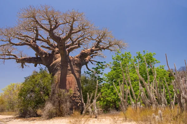 Albero di baobab e savana — Foto Stock