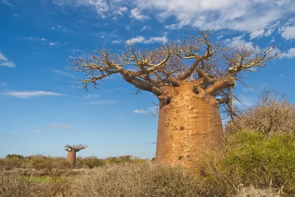 Baobab trees — Stock Photo, Image