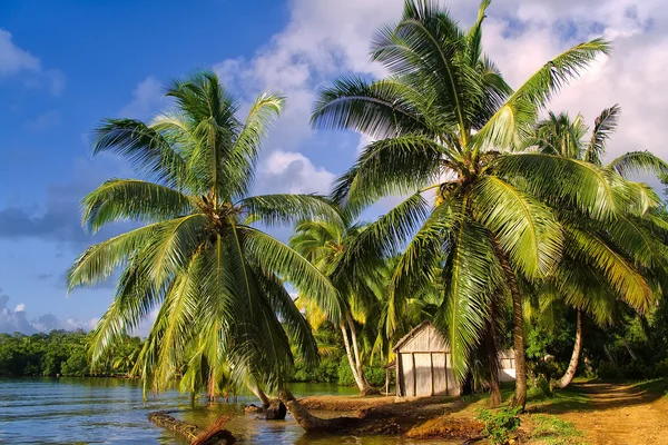 Tropical landscape — Stock Photo, Image