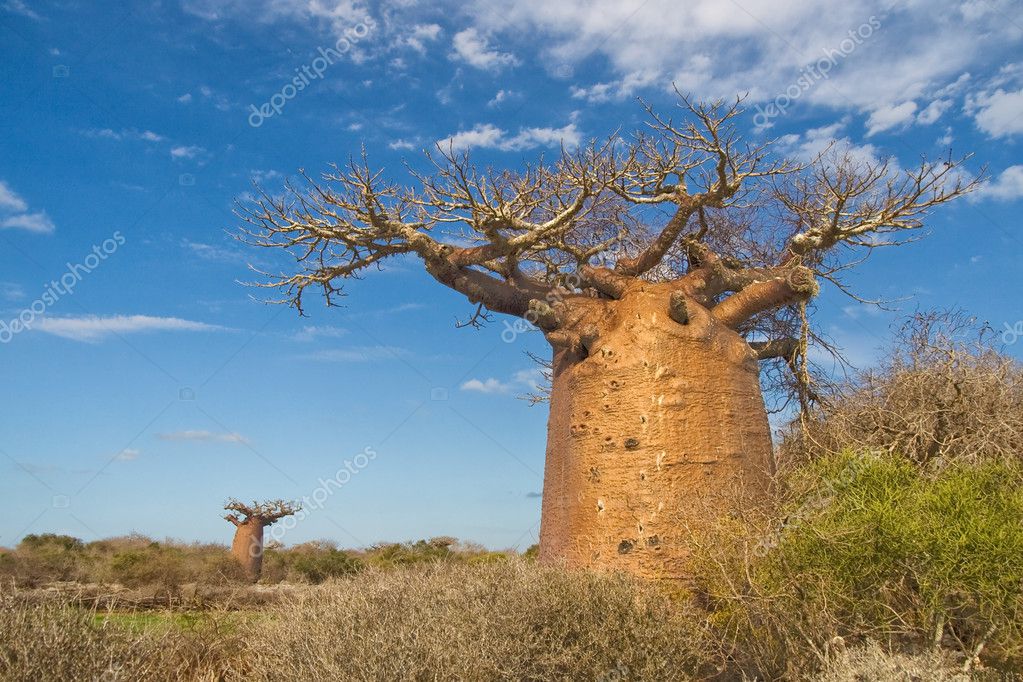 ᐈ Baobab Fruit Stock Photos Royalty Free Baobab Pictures Download On Depositphotos