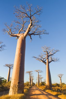 Baobab ağaçları