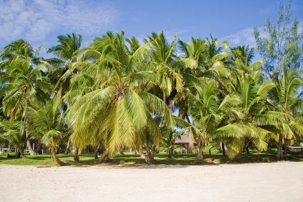 Kokosy na plaży — Zdjęcie stockowe