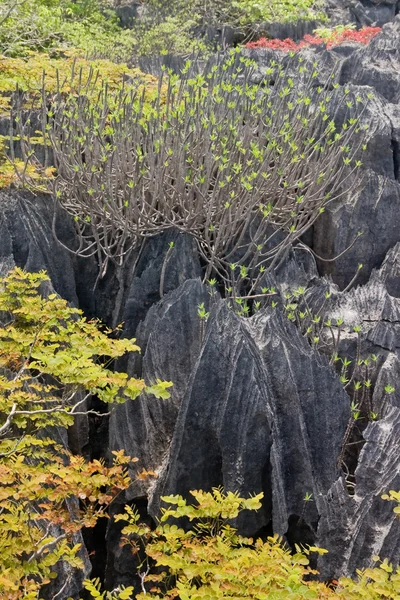 Tsingy of Ankarana Madagascar — Stock Photo, Image