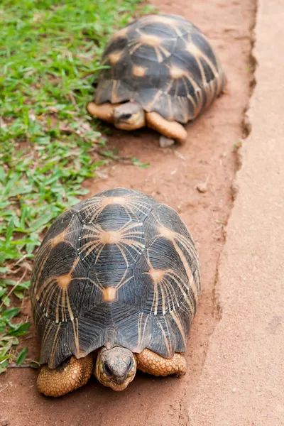 Die ausgestrahlte Schildkröte — Stockfoto