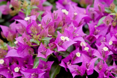 Bougainvillea çiçek