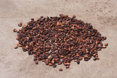 Cocoa beans clipart