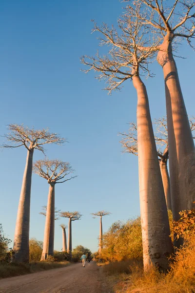 Πλατάνια Baobab — Φωτογραφία Αρχείου