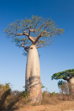 Baobab ağaçları