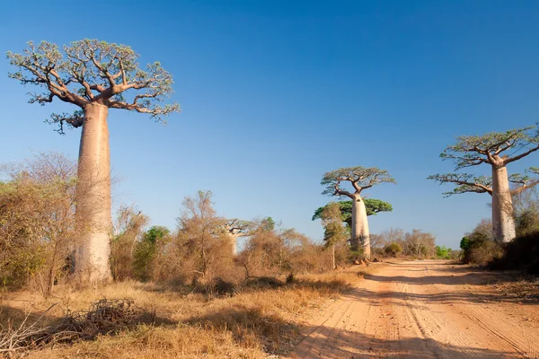 Baobab trees — Stock Photo, Image