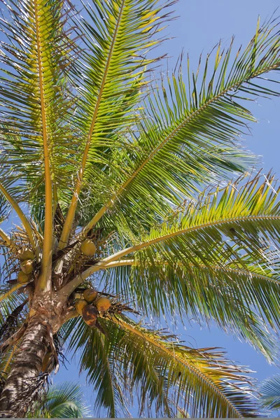 stock image Palm tree