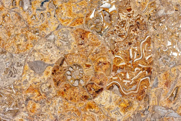 Shell rock Stock Photos, Royalty Free Shell rock Images | Depositphotos®