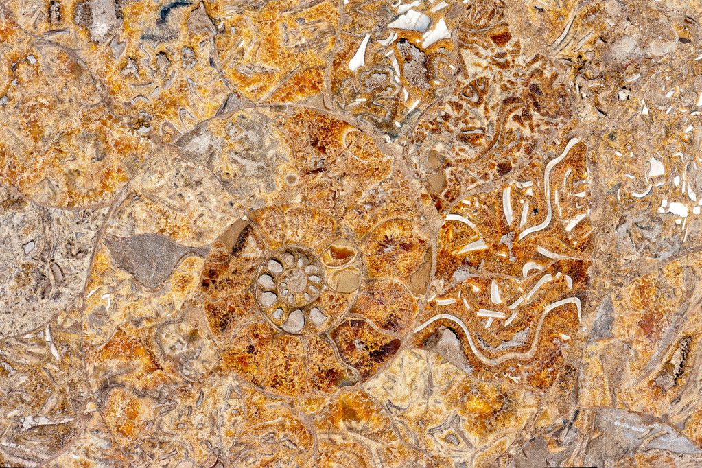 Fossil background — Stock Photo © pierivb #3154000