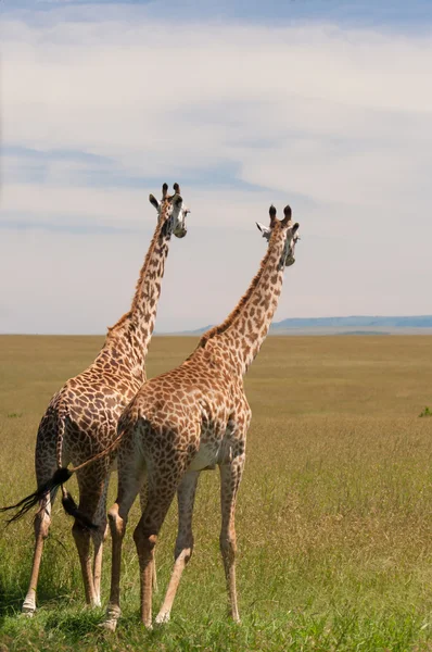Жирафи — стокове фото