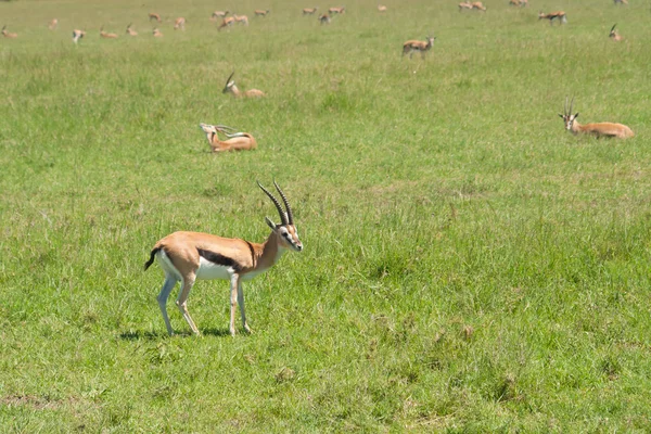 Gazelles Grant — Photo