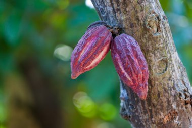 Cocoa pods clipart