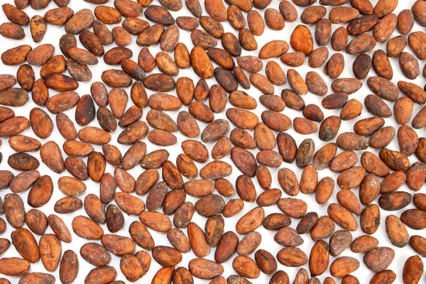 코코아 콩 — 스톡 사진