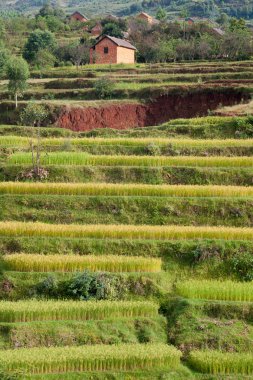 Paddy field clipart