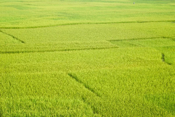 stock image Paddy field