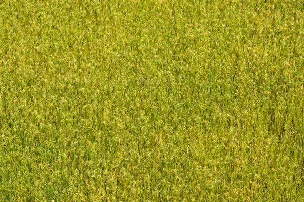 Tło pola ryżowego — Zdjęcie stockowe