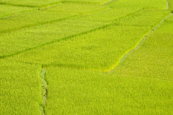Campo de arroz fondo —  Fotos de Stock