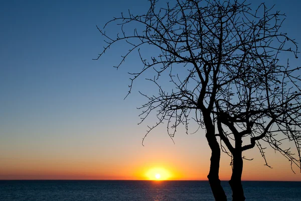 Sonnenuntergang und Baum — Stockfoto