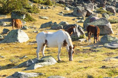 Horses - Pyrenees mountain clipart