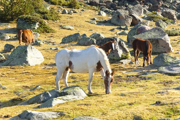 Koně - Pyreneje hory — Stock fotografie