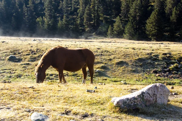 Hästen på morgonen — Stockfoto