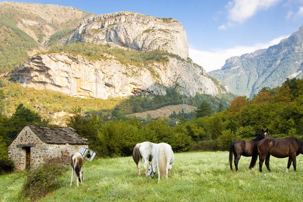 Cavalos selvagens no Parque Nacional de Ordesa — Fotografia de Stock