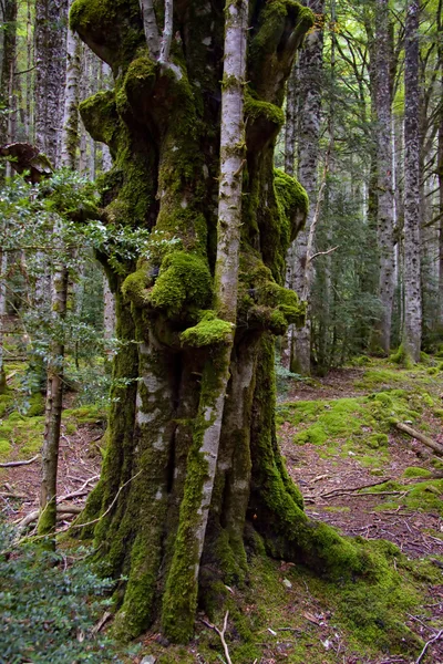 Alter grüner Baum — Stockfoto